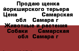 Продаю щенка йоркширского терьера › Цена ­ 20 000 - Самарская обл., Самара г. Животные и растения » Собаки   . Самарская обл.,Самара г.